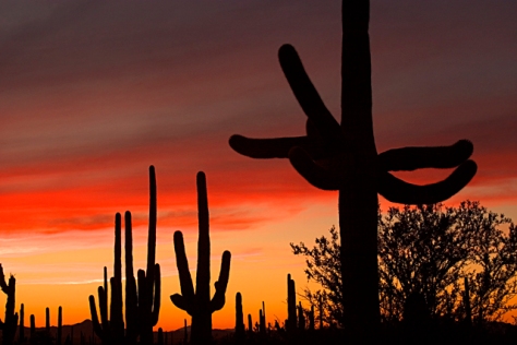 Arizona_Scenic_Sonoran Desert_Saguaro NP West_Saguaro Cactu